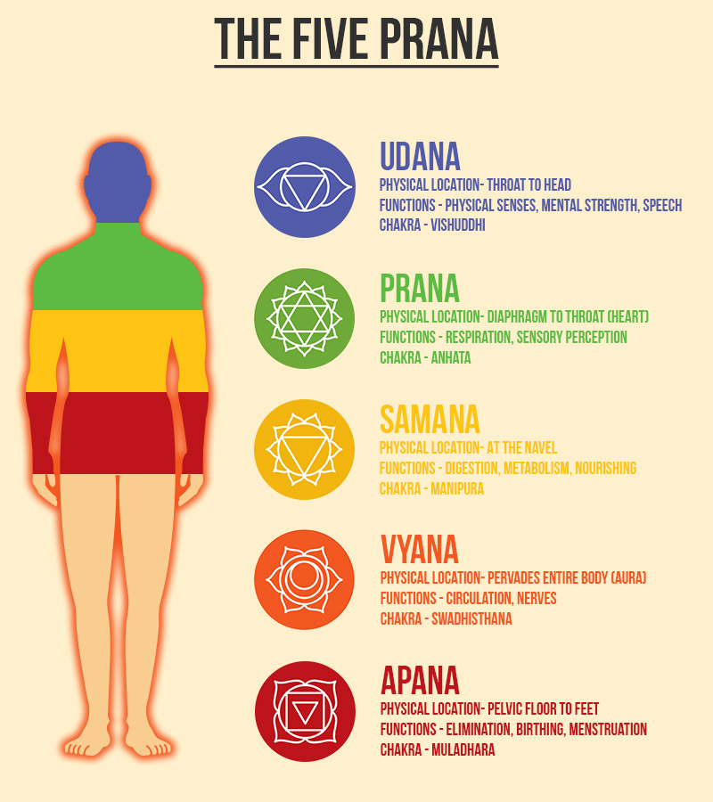 5 Prana Vayus in Yoga (Prana, Apana, Samana, Udana & Vyana) - Fitsri Yoga