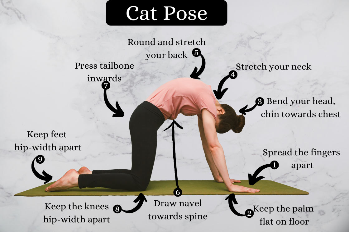 Cat Pose (Marjariasana): How to Do, Benefits, and Precautions - Fitsri Yoga