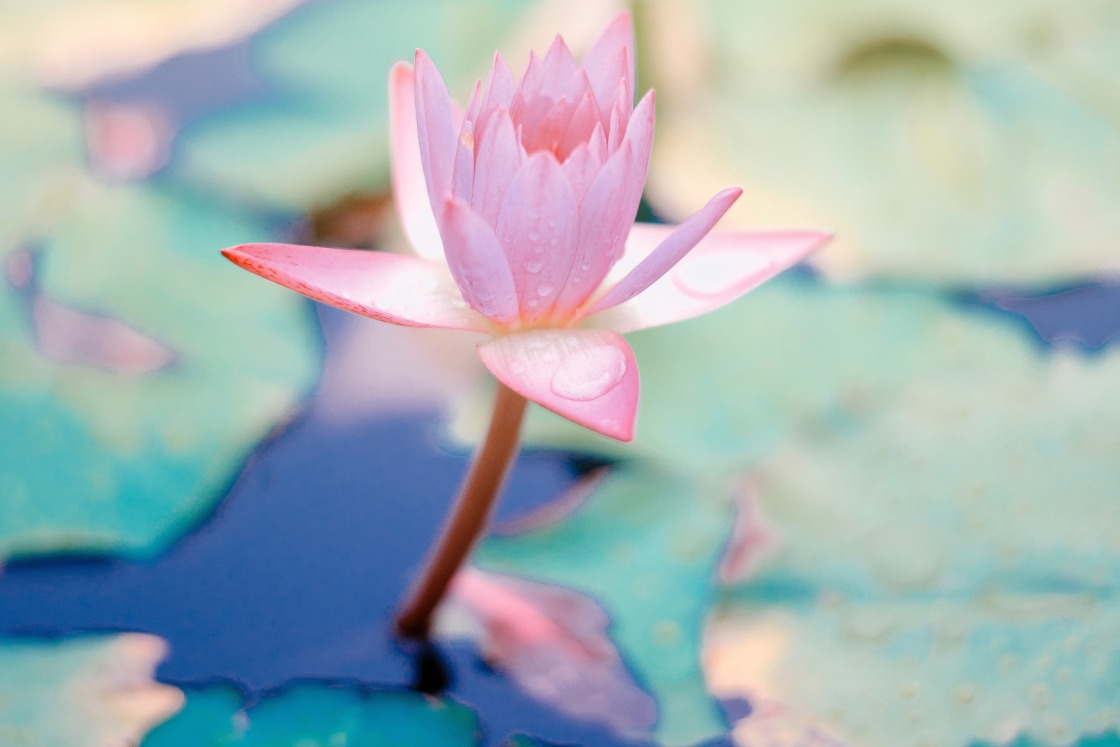 blossom lotus flower as lotus mudra