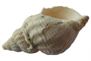 conch shell gesture - shankh mudra
