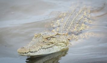 makarasana meaning crocodile pose