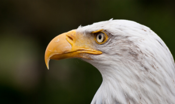 Eagle's beak resembles Garudasana pose. Source: canva