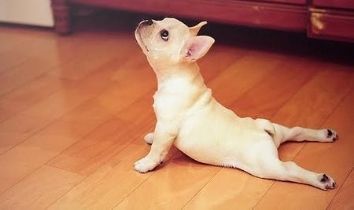 dog up stretch yoga