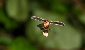 flying firefly