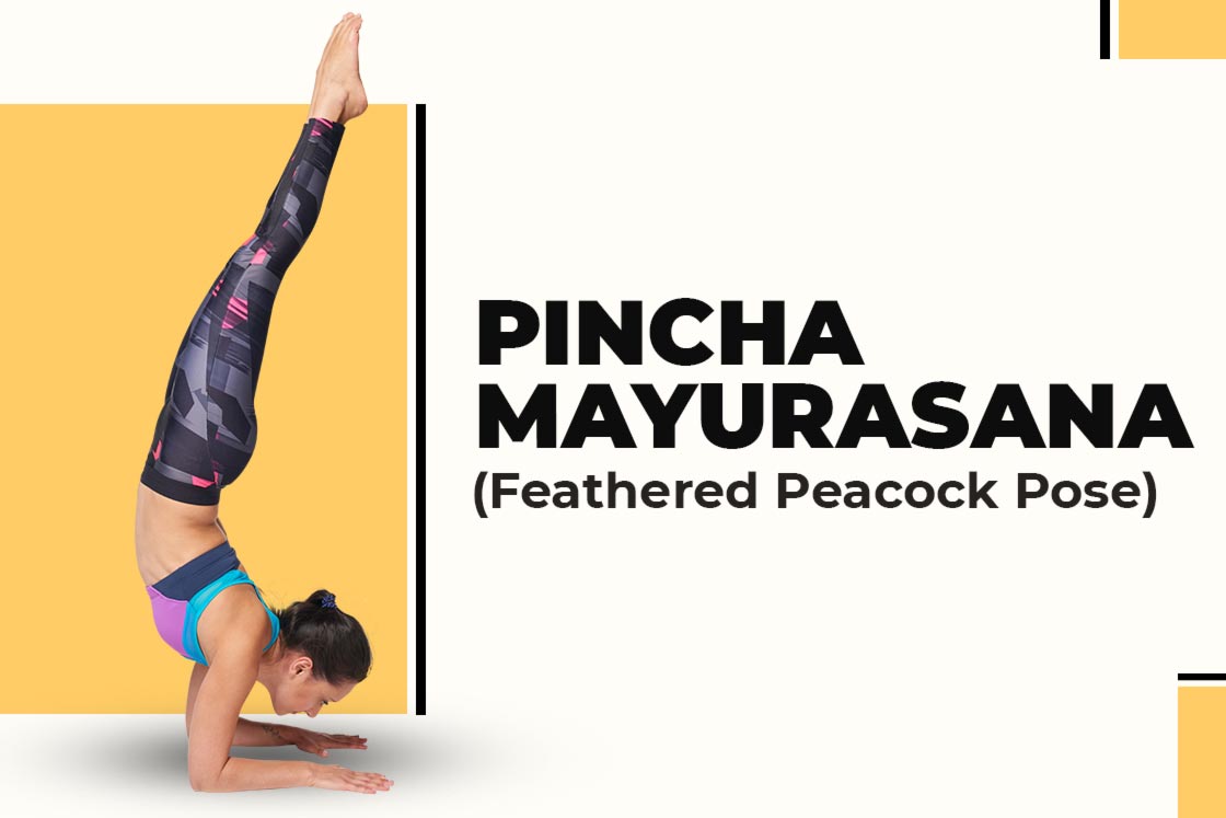 How to Pincha Mayurasana (forearm stand) in yoga