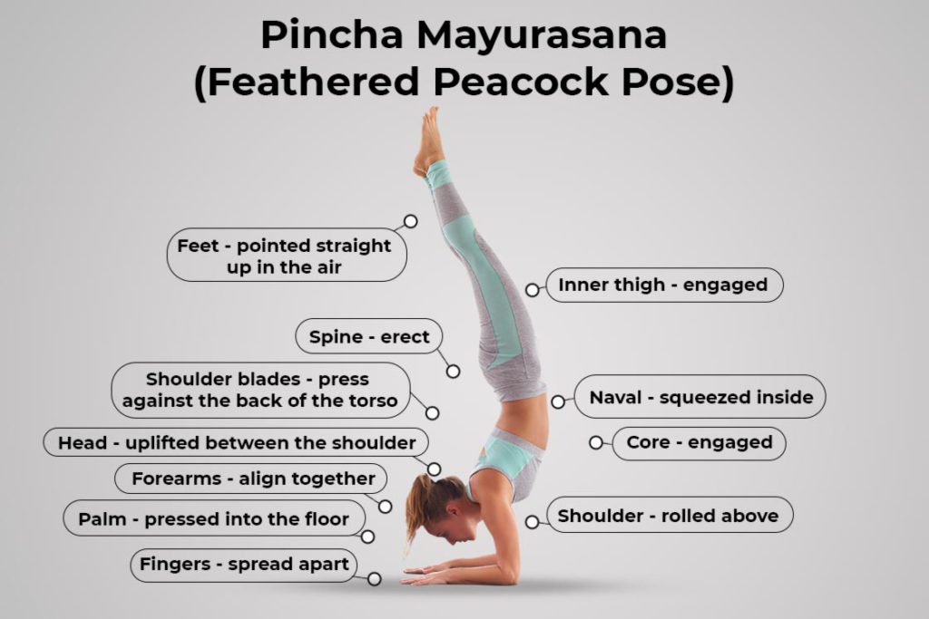 Pincha Mayurasana (Feathered Peacock Pose): Steps, Benefits, Variations -  Fitsri Yoga