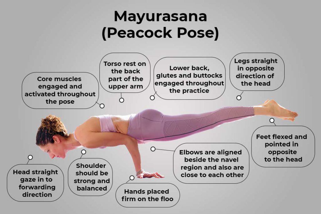 Mayurasana : Health Benefits, Variations and How to do? - Mobile Physio.