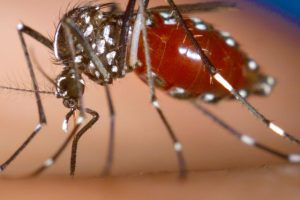 Healing from Dengue: The Essential Foods for a Speedy Recovery